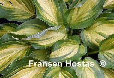 Hosta Happy Hour