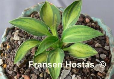 Hosta Happy Mouse