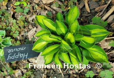 Hosta Happy Mouse