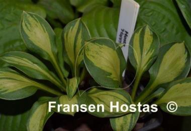 Hosta Happy Mouse