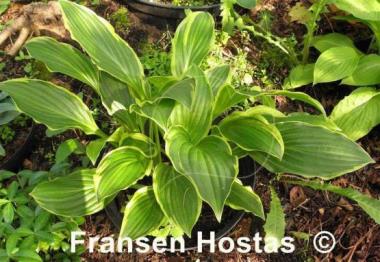 Hosta Harpoon