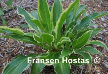 Hosta Harpoon