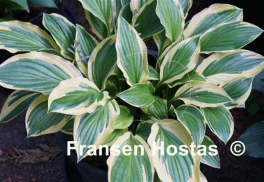 Hosta Harpoon