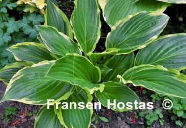 Hosta Harpoon