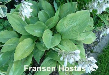 Hosta Harriette Ward