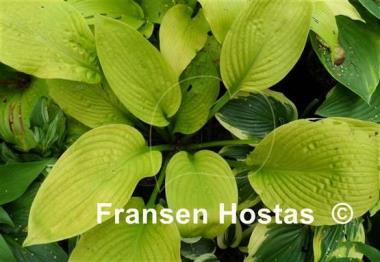 Hosta Harriette Ward