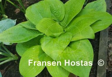 Hosta Harriette Ward