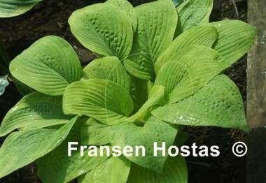 Hosta Harriette Ward