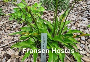 Hosta Harry van Trier