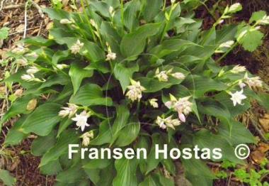 Hosta Harry van Trier
