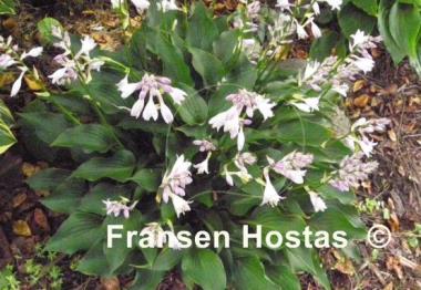 Hosta Harry van Trier