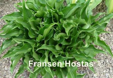 Hosta Harry van Trier