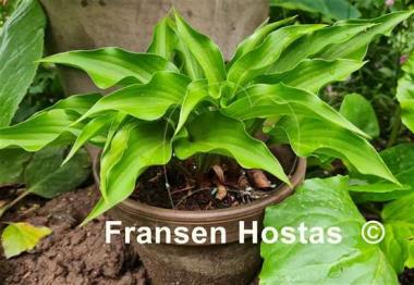 Hosta Harry van Trier