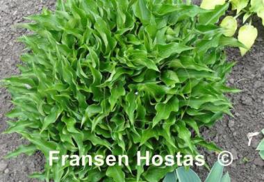 Hosta Harry van Trier