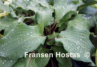 Hosta Harry van de Laar