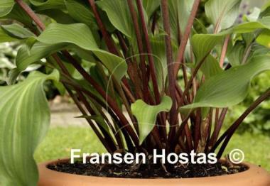 Hosta Harry van de Laar