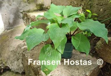 Hosta Harry van de Laar