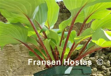 Hosta Harry van de Laar