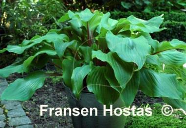 Hosta Harry van de Laar