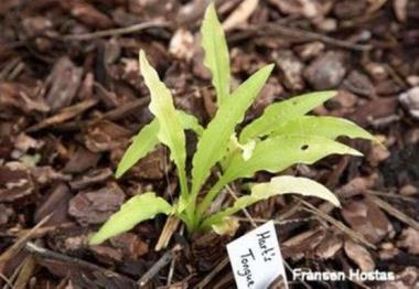 Hosta Hart's Tongue