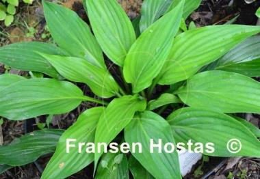 Hosta Harvest Delight