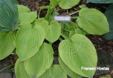 Hosta Harvest Glow