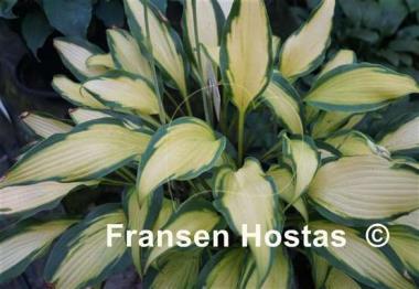 Hosta Hawaiian Luau