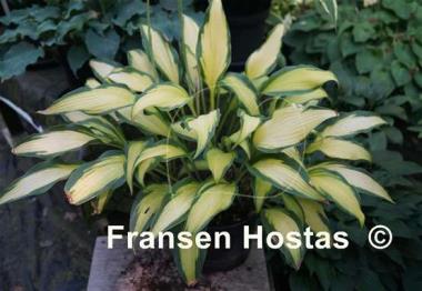 Hosta Hawaiian Luau