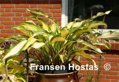 Hosta Hawaiian Luau