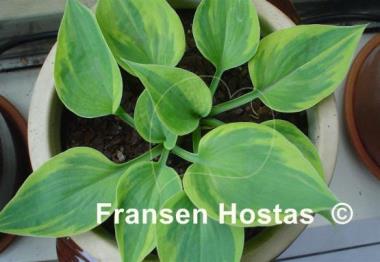 Hosta Hawkeye