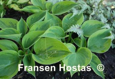 Hosta Hawkeye