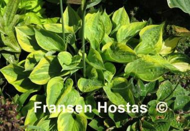 Hosta Hawkeye