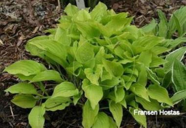 Hosta Hazel