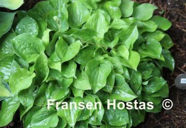 Hosta Heart Broken
