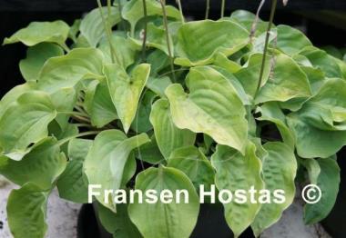 Hosta Heart Broken