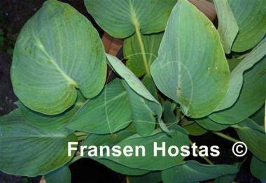 Hosta Heart Throb