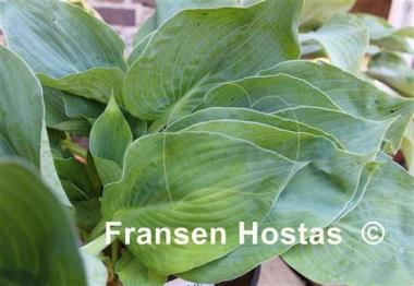 Hosta Heart Throb