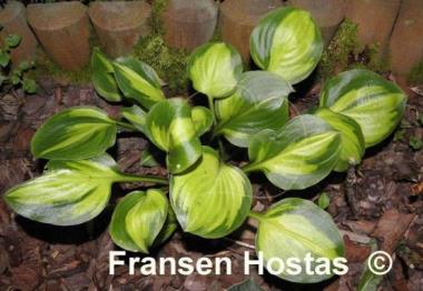 Hosta Heart and Soul