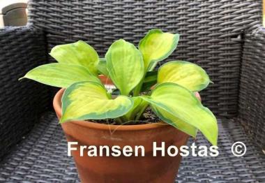 Hosta Heart and Soul
