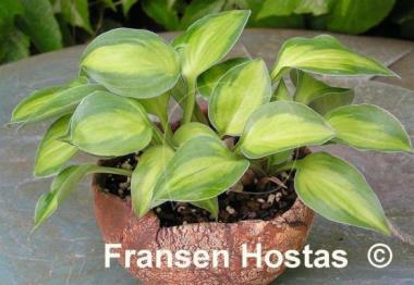 Hosta Heart and Soul