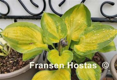 Hosta Heart and Soul