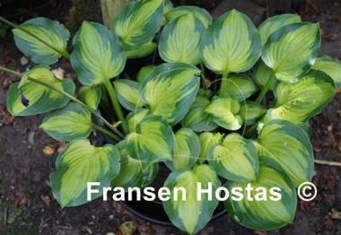 Hosta Heart and Soul