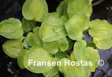 Hosta Heart and Soul