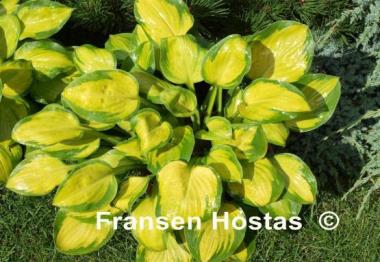 Hosta Heart and Soul