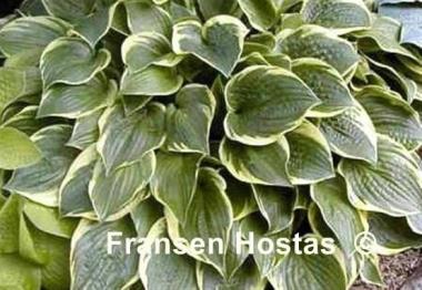 Hosta Heartbeat
