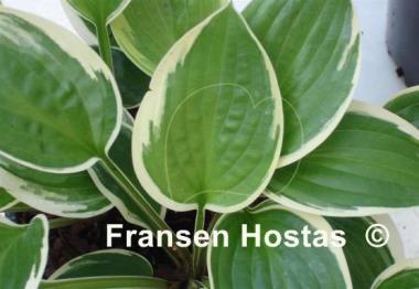 Hosta Heartbeat