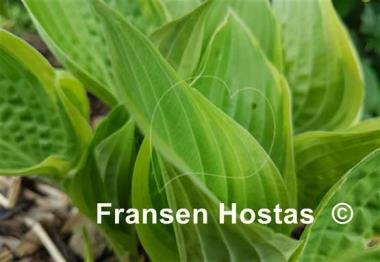 Hosta Heartbeat