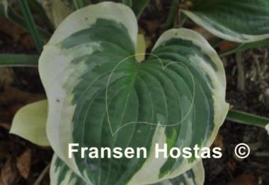 Hosta Heart's Content