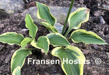 Hosta Hearts Galore