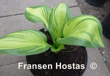 Hosta Hearts on Fire